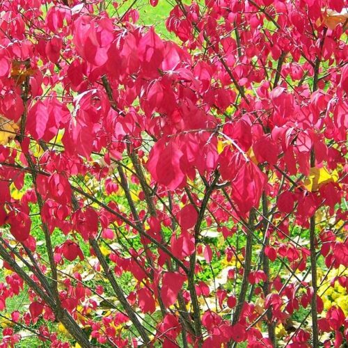 burning, bush, red, nature, leaves, autumn, fall